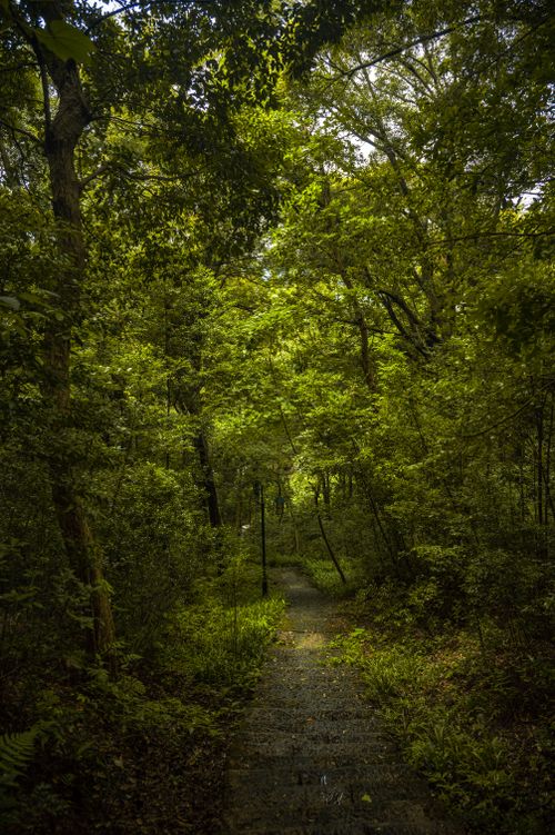 Free Tranquil forest pathway surrounded by lush green trees and foliage. Stock Photo