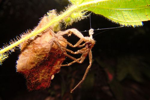 Free Detailed macro photo of a spider shedding its exoskeleton, highlighting nature's intricate beauty. Stock Photo