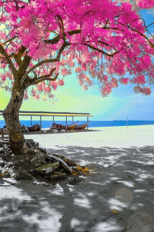Free stock photo of beach, coastal, infrared Stock Photo