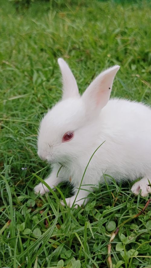 Free A white rabbit with red eyes sitting on lush green grass outdoors. Stock Photo