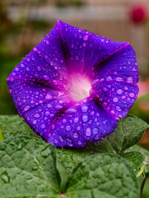 Free Close-up of a purple morning glory flower with dew drops, highlighting its vibrant colors. Stock Photo