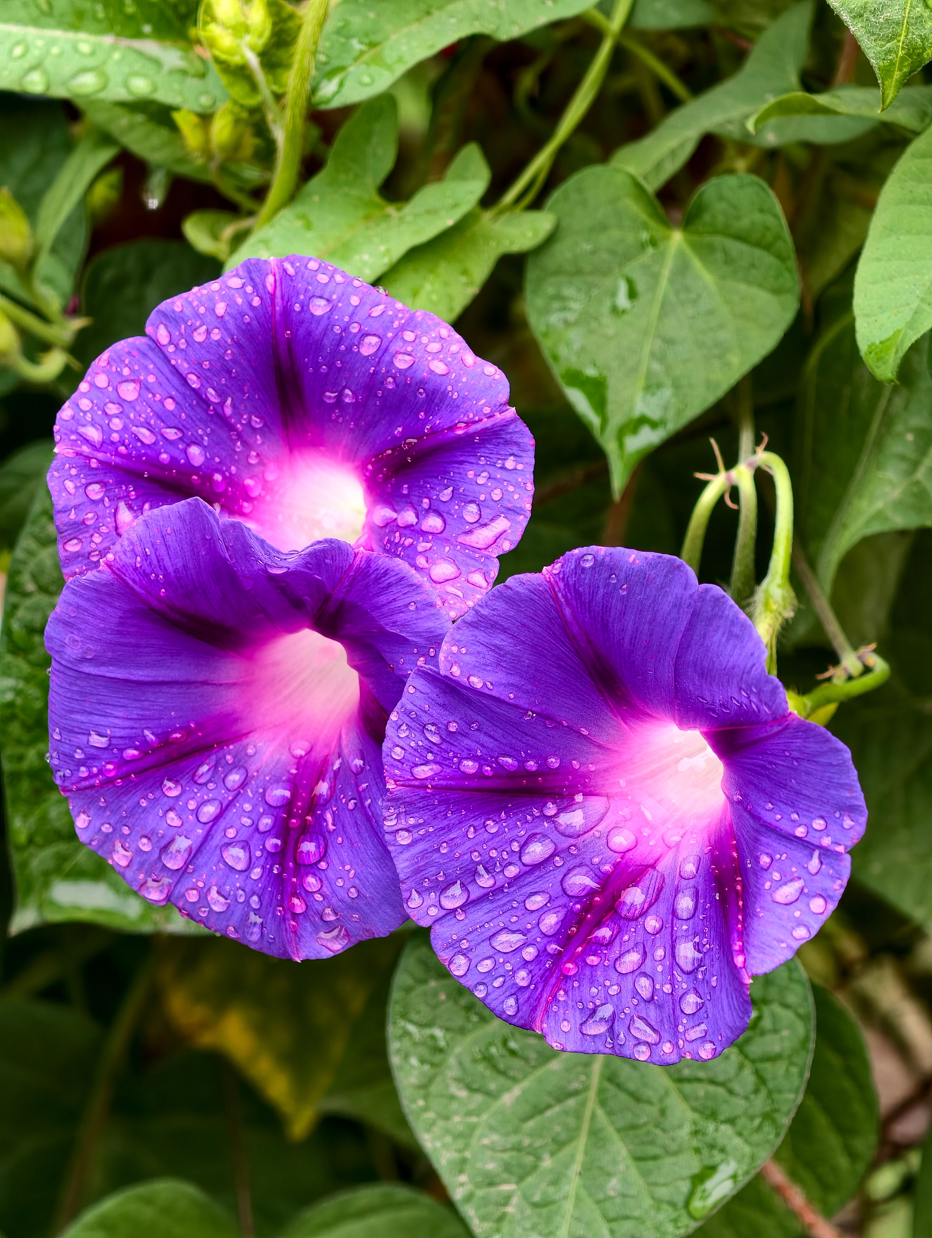 Close-up of purple morning glory flowers with dew drops, against green leaves.