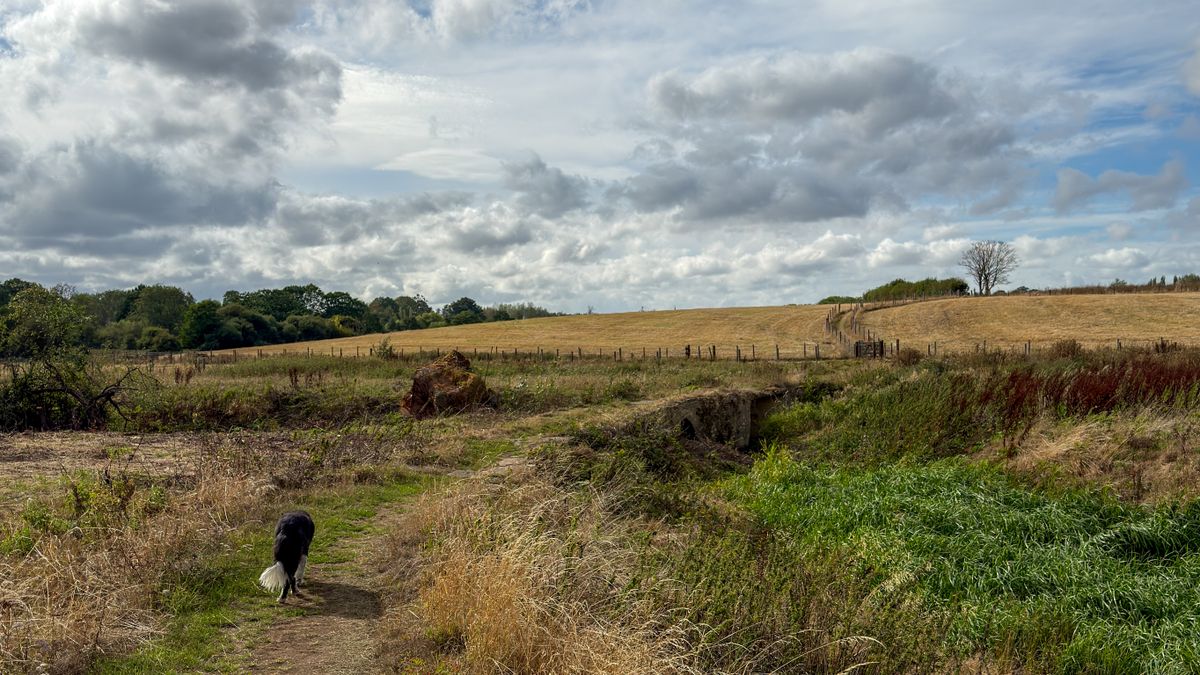 A dog walking along a grass path between fields near Malmesbury on a dog-friendly weekend in the Cotswolds