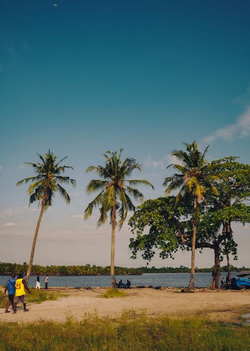 Free Palm trees by the river in Port Harcourt, Nigeria, under a clear sky. Stock Photo