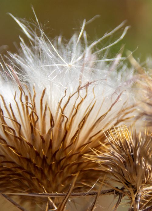 Free Macro shot of a thistle flowerhead releasing seeds showcasing nature's detail. Stock Photo
