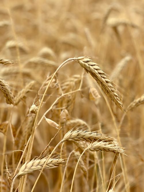 Free Close-up of golden wheat field under natural daylight, showcasing ripe grain ears swaying gently. Stock Photo
