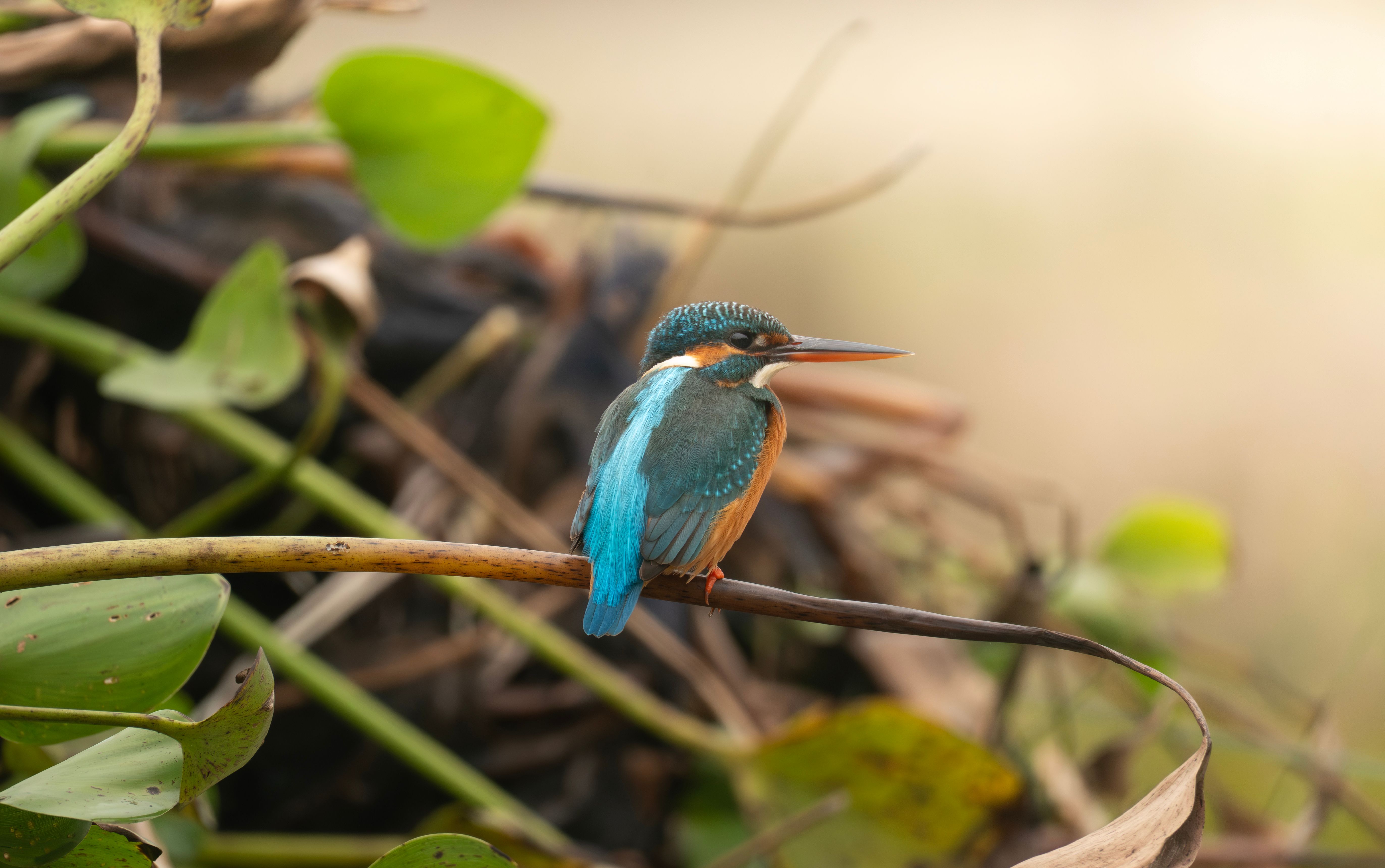 A vibrant Eurasian kingfisher with striking blue and orange plumage perched on a branch.