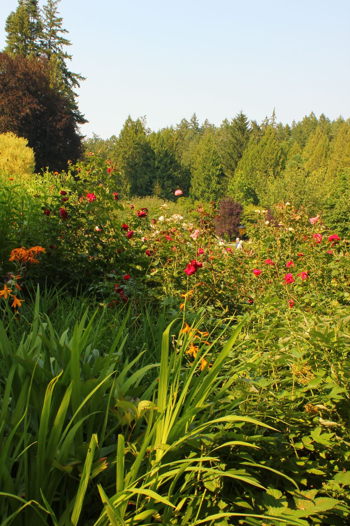 Mature layered borders along a garden walk