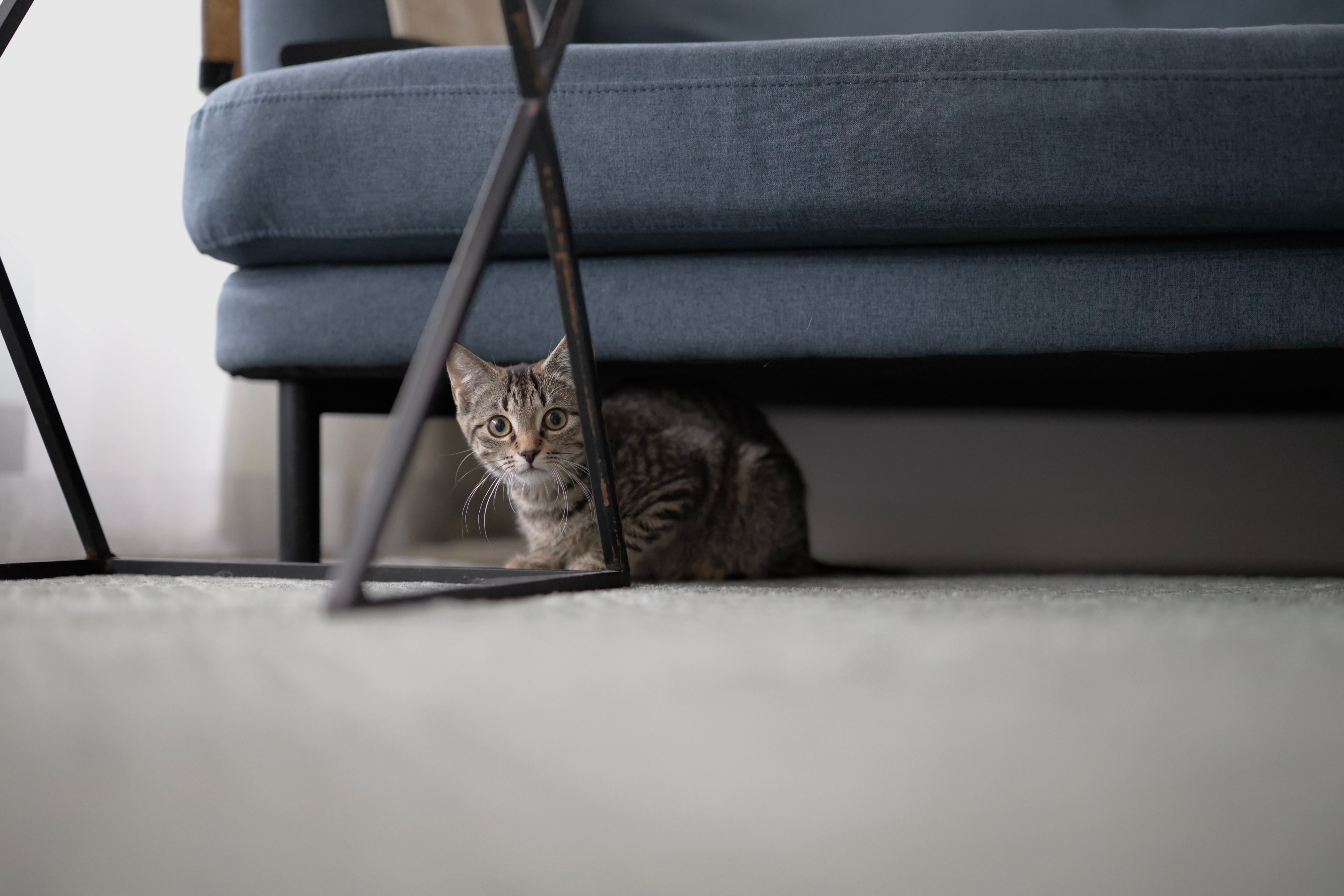 Young tabby cat crouched under a blue sofa, peeking out past the legs of a metal side table