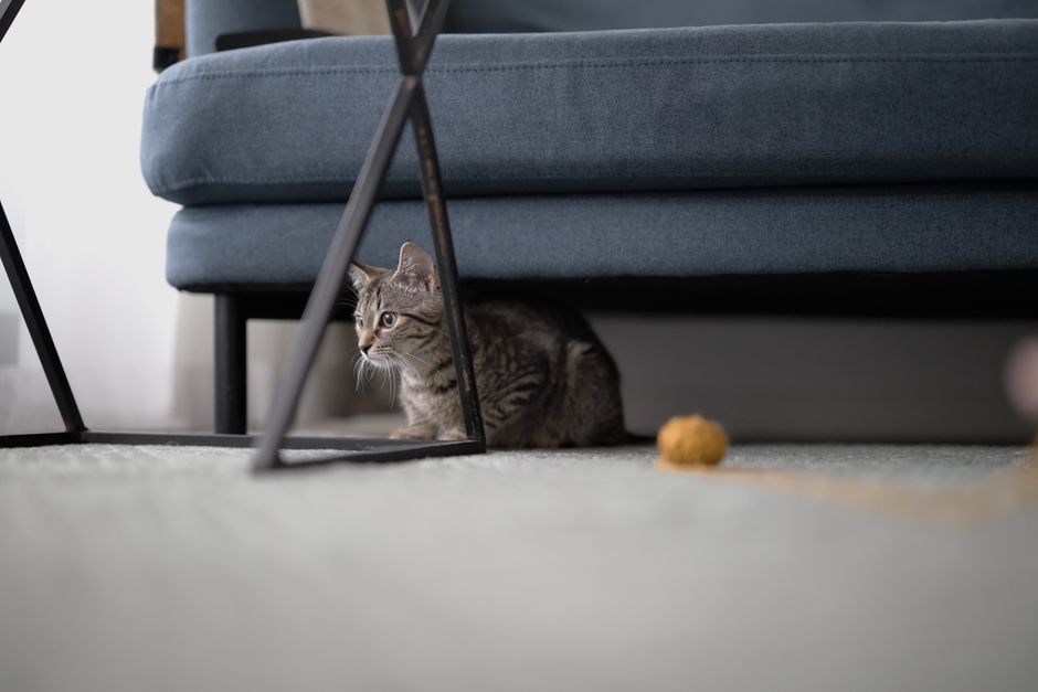 Young tabby cat crouched under a blue sofa, peeking out, with a yellow yarn ball on the carpet in front of her