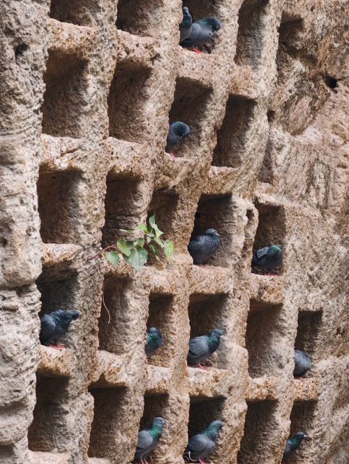 Free A group of pigeons nesting in the carved alcoves of a historic stone wall, captured outdoors. Stock Photo