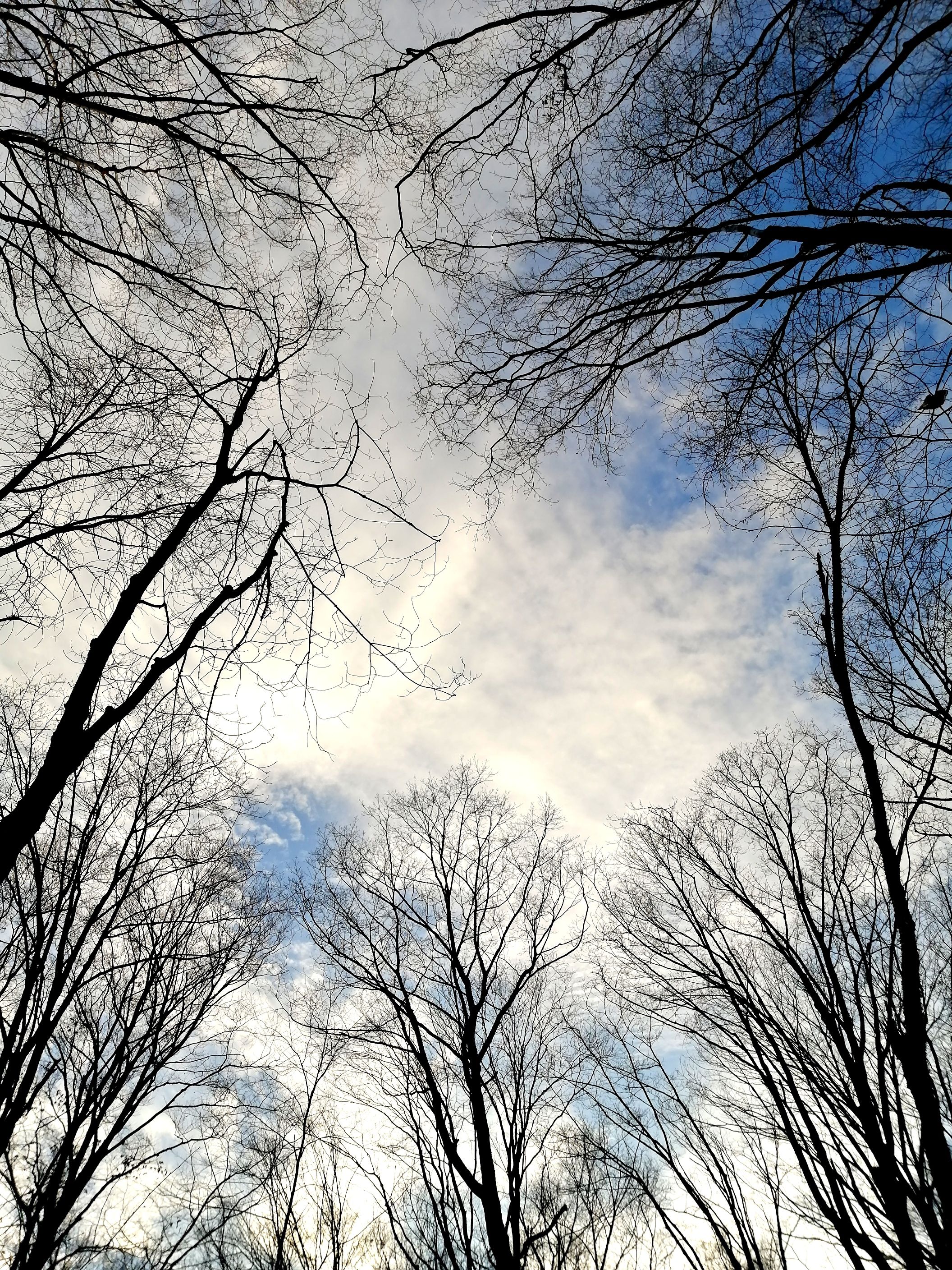 Fotomural Impresionante vista de árboles desnudos que se elevan hacia un cielo azul durante el invierno.