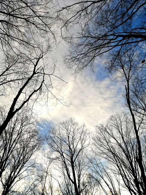 Fotomural Impresionante vista de árboles desnudos que se elevan hacia un cielo azul durante el invierno.