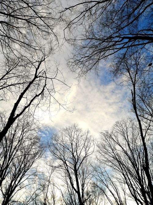 Free Stunning view of bare trees reaching towards a blue sky during winter. Stock Photo