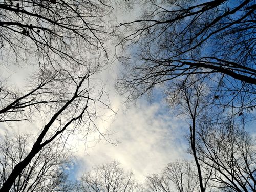 Free View of leafless trees against a blue sky with clouds in Canada during winter. Stock Photo