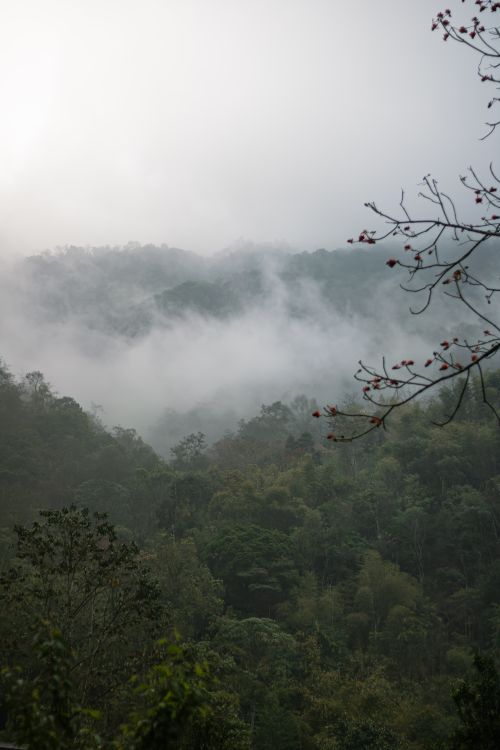 Free A serene view of misty clouds drifting over lush green mountains in a foggy forest landscape. Stock Photo