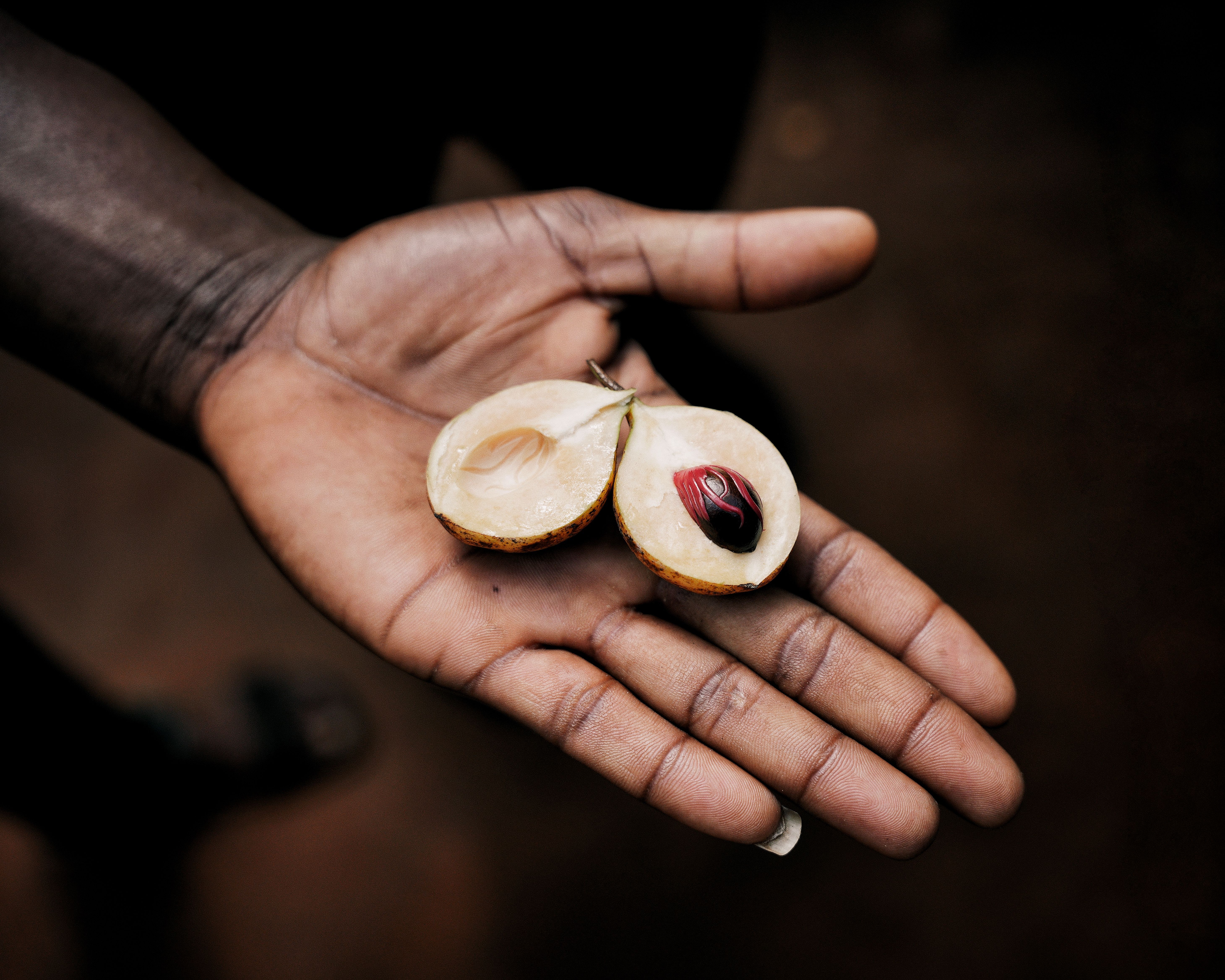 Detailed close-up of a nutmeg fruit held in an open hand, capturing its intricate seed and mace.