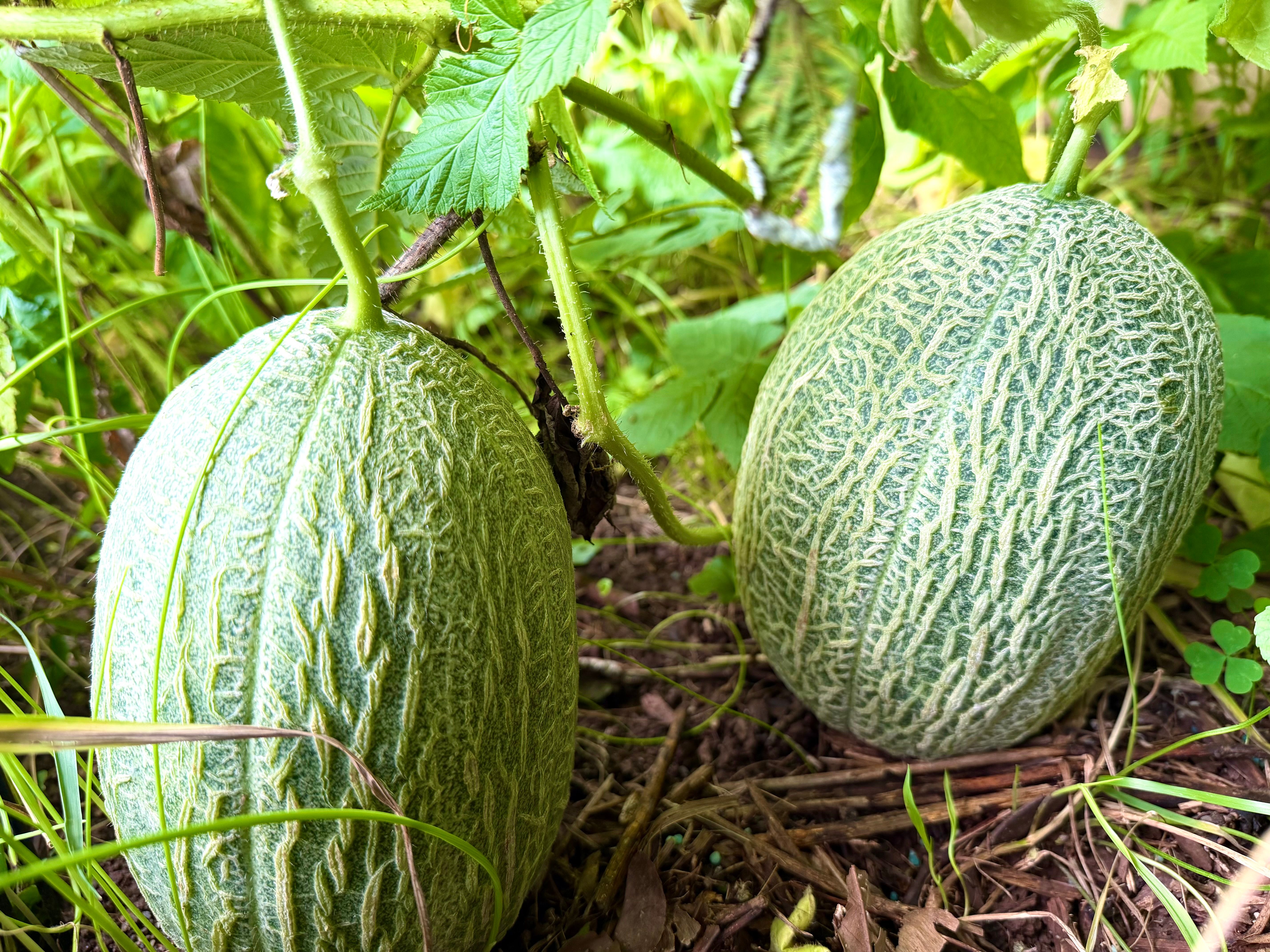 taille des melons charentais - Comment tailler un melon charentais étape par étape