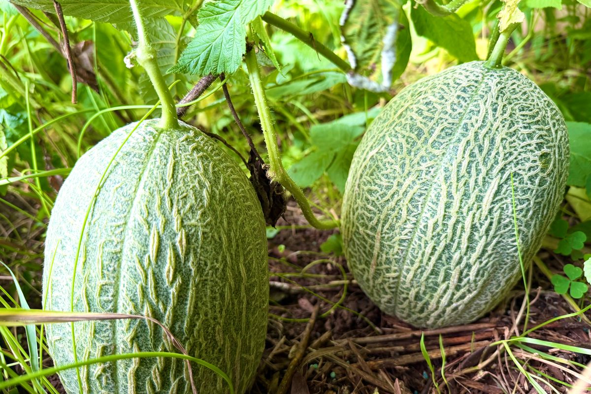 taille des melons charentais - Comment tailler un melon charentais étape par étape