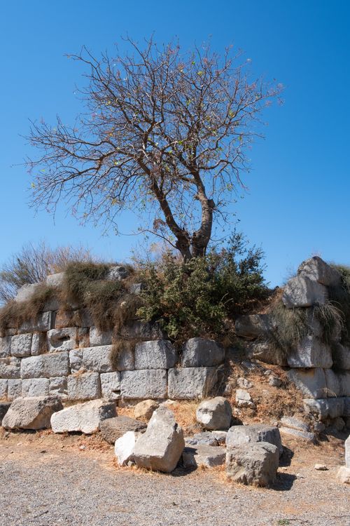 Free A solitary tree atop an ancient stone wall in Muğla, Türkiye, under a clear blue sky. Stock Photo