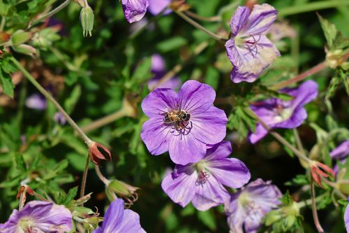 Free A bee pollinating a vibrant purple geranium in sunny garden setting. Stock Photo