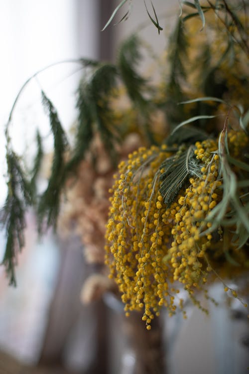 Foto d'estoc gratuïta de aroma, aromàtic, baixa