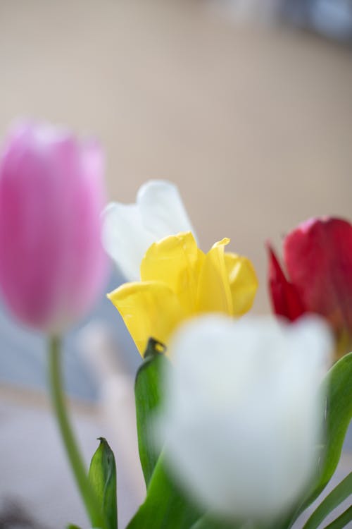 Free Tulips In Bloom Stock Photo