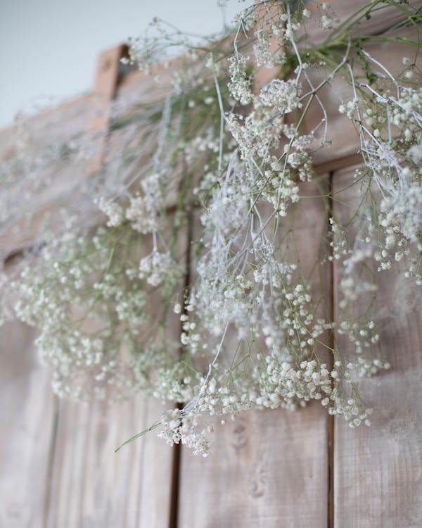 Free White Flowers On Brown Wooden Fence Stock Photo