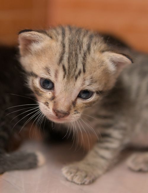 Free Cute tabby kitten with stripes looking curiously indoors, warm lighting enhances fur details. Stock Photo