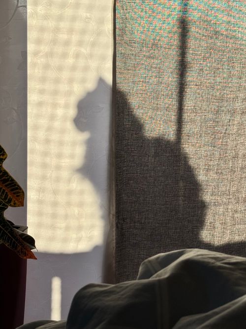 Free A cat's shadow projected on a curtain with a plant nearby, creating a serene indoor scene. Stock Photo