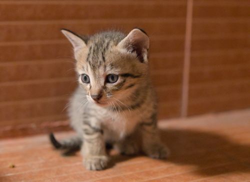 Free Cute baby kitten sitting on a warm floor with thoughtful expression. Stock Photo