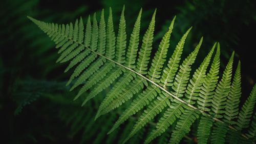 Free Detailed close-up of a lush green fern leaf with a dark background, showcasing its intricate texture. Stock Photo