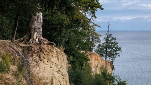 Free Dramatic coastal cliffs showing erosion and exposed tree roots near the sea. Stock Photo