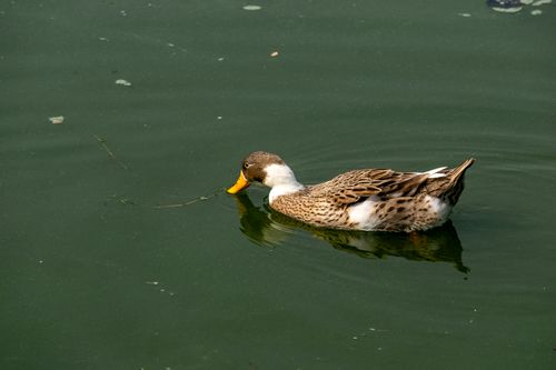 Free A tranquil scene of a brown duck swimming and reflecting on calm green waters. Stock Photo