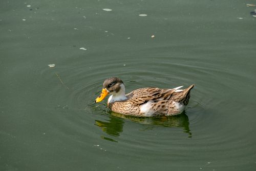 Free A lone brown duck swimming in a serene pond with gentle ripples and a clear reflection. Stock Photo