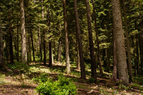 Free A tranquil forest scene with tall trees and lush greenery, perfect for nature lovers. Stock Photo
