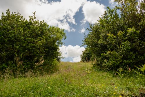 Free A scenic view of a grassy path flanked by dense bushes under a clear blue sky. Stock Photo