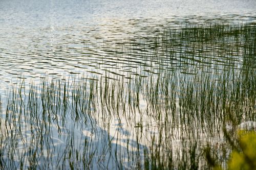 Free Calm lake with reed reflections creating a serene and natural atmosphere. Stock Photo