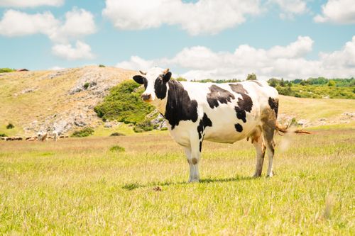 Free A Holstein cow stands in a sunlit pasture with hills and a blue sky in the background. Stock Photo