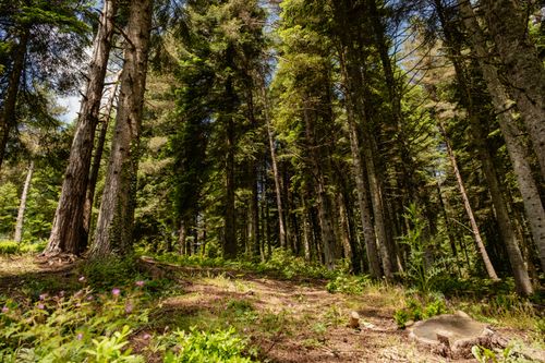 Free A peaceful forest scene with towering trees and sunlight filtering through, capturing the essence of nature in summer. Stock Photo