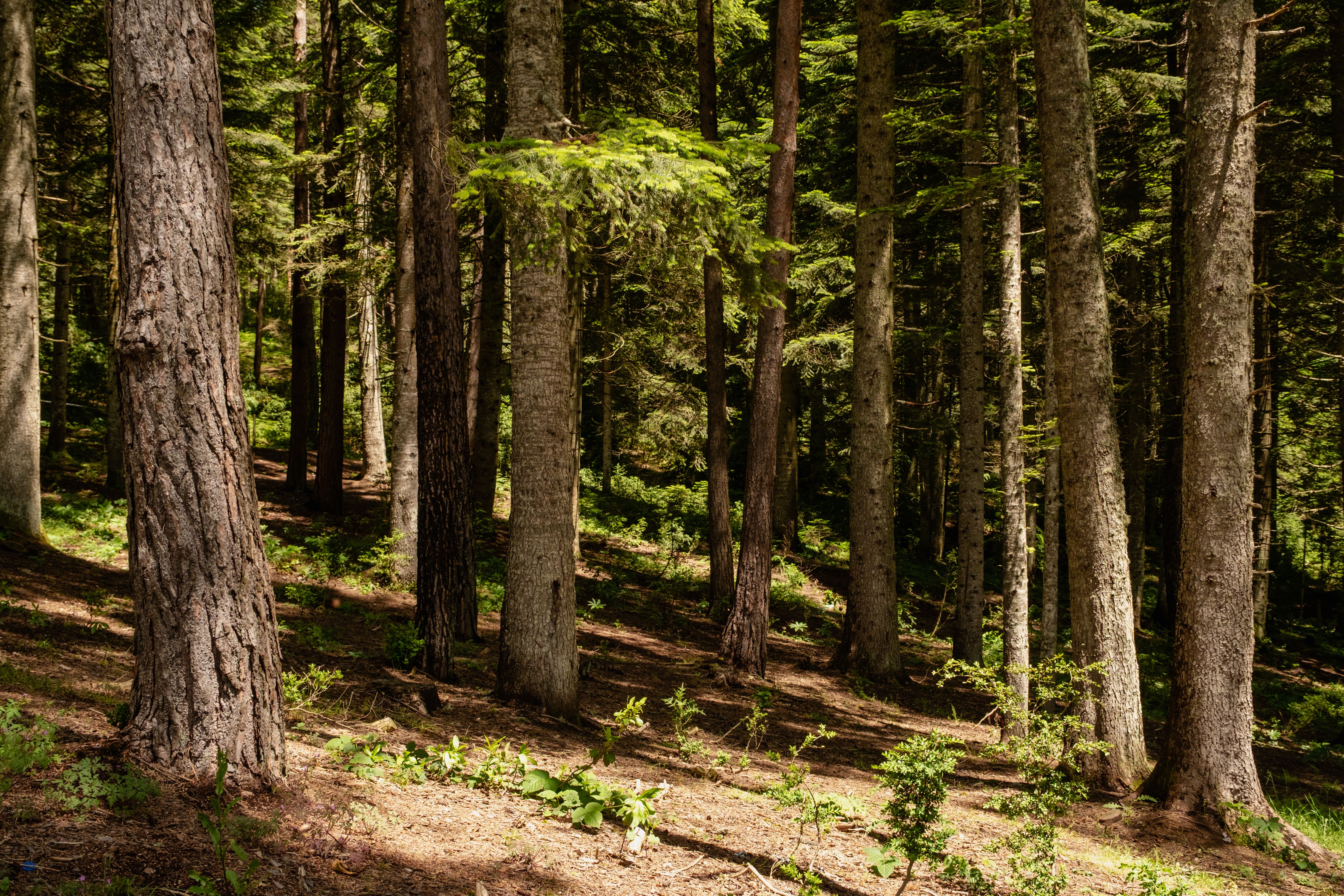 Arbres majestueux dans un écosystème forestier préservé
