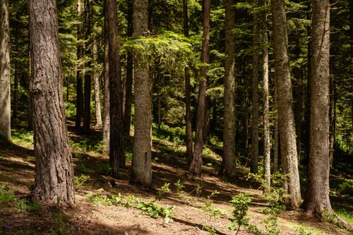 Free A tranquil view of a lush forest with tall trees bathed in summer sunlight. Stock Photo