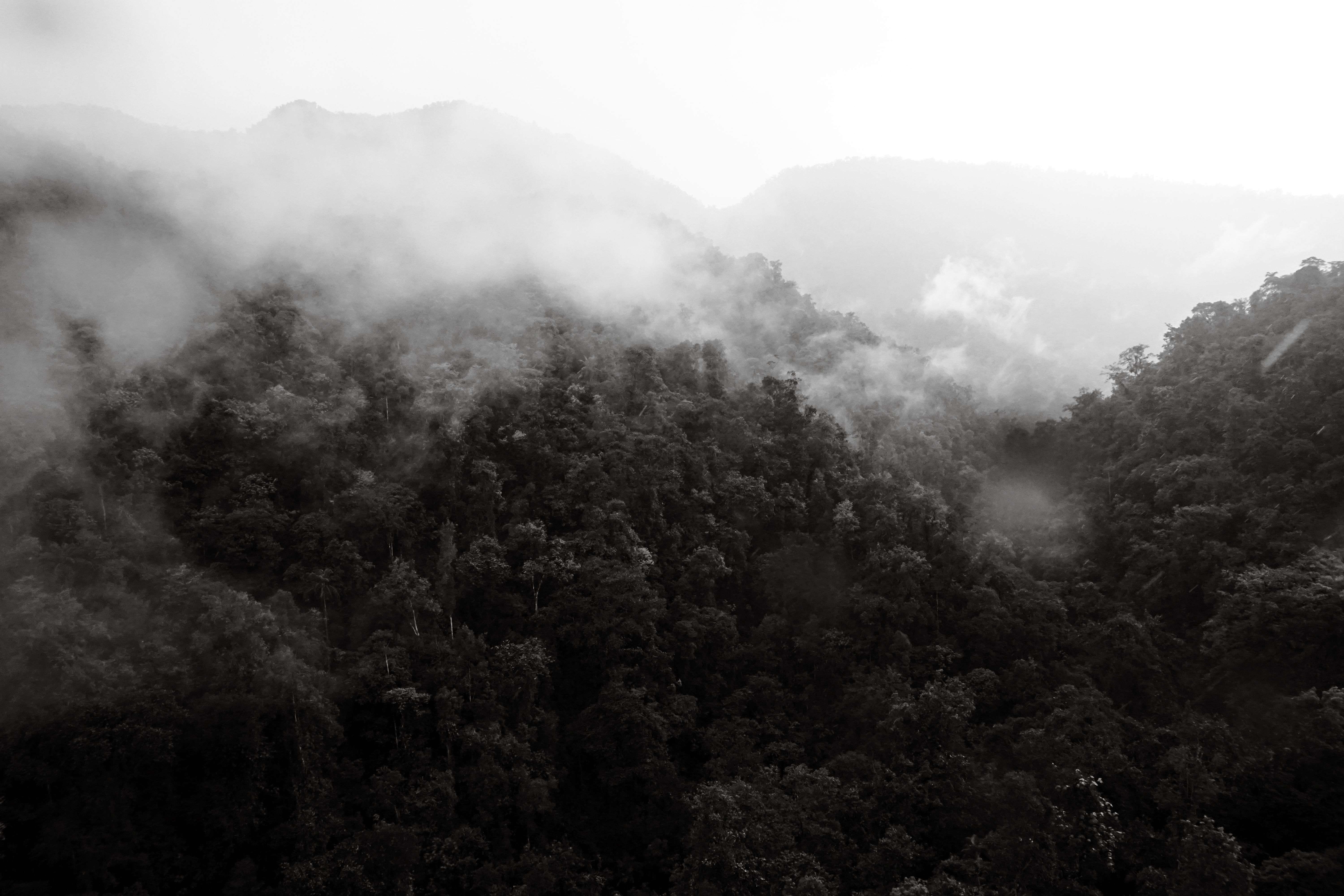 A serene black-and-white view of a misty forest in Pichincha, Ecuador's lush mountains.