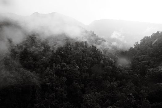 A serene black-and-white view of a misty forest in Pichincha, Ecuador's lush mountains.