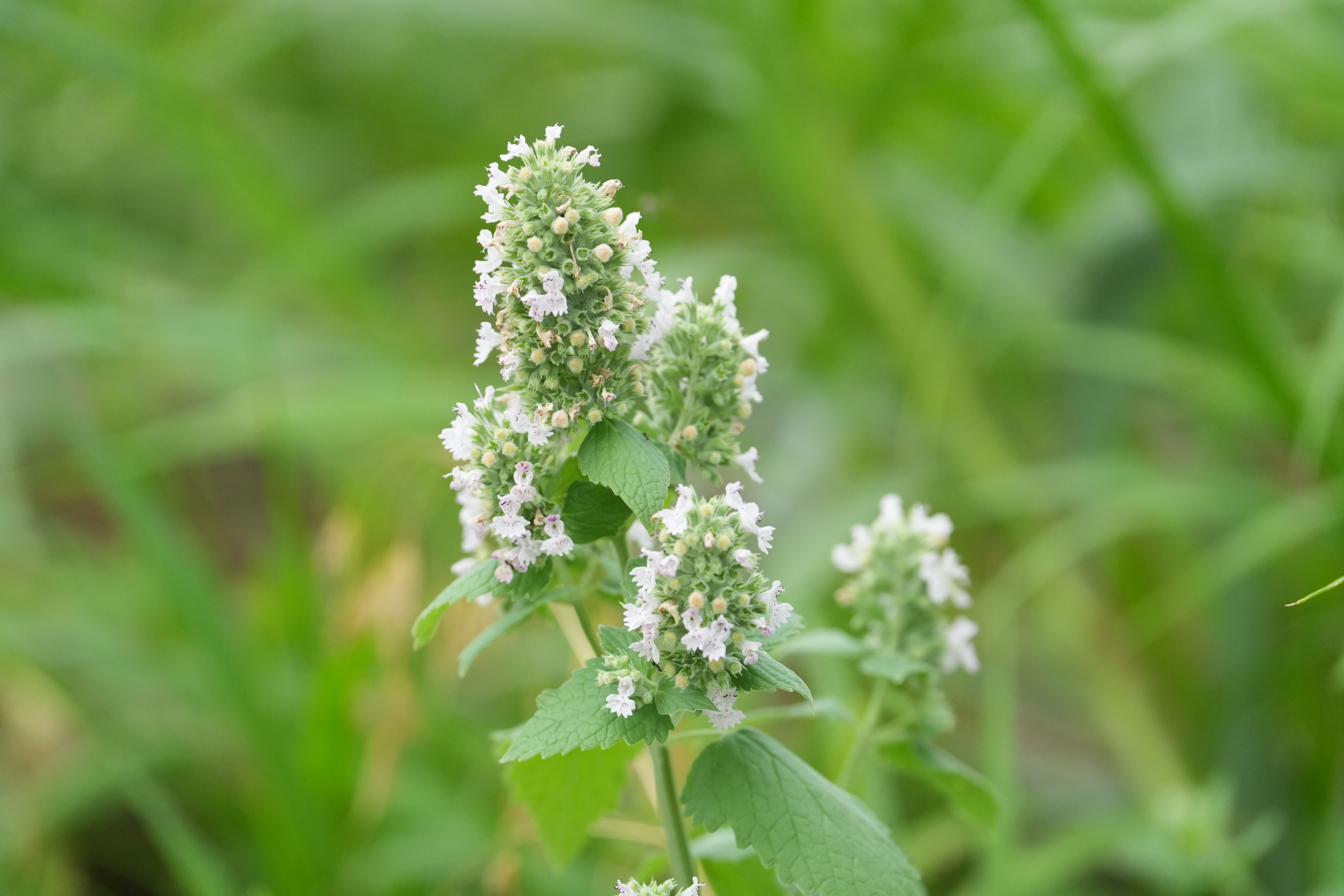 Catnip plant in flower, with spikes of small white blossoms above soft, toothed green leaves