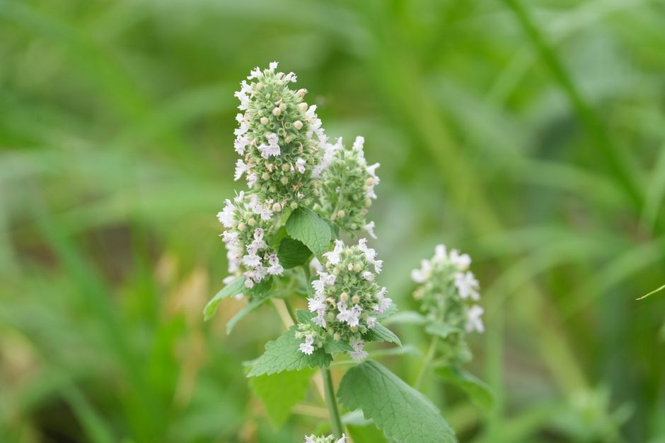Catnip plant in flower, with spikes of small white blossoms above soft, toothed green leaves