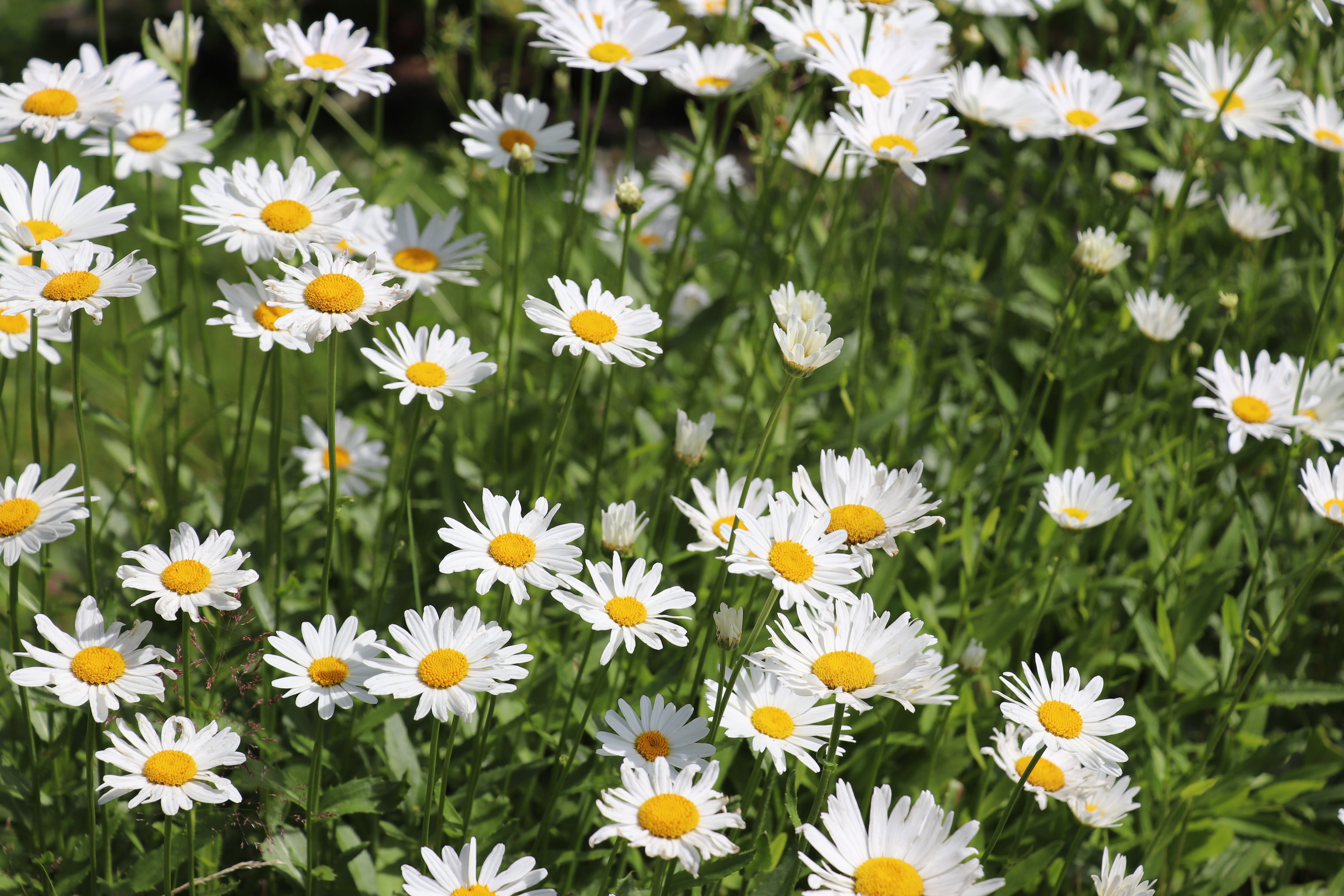 A vibrant field of white daisies with yellow centers in full bloom during a sunny summer day.