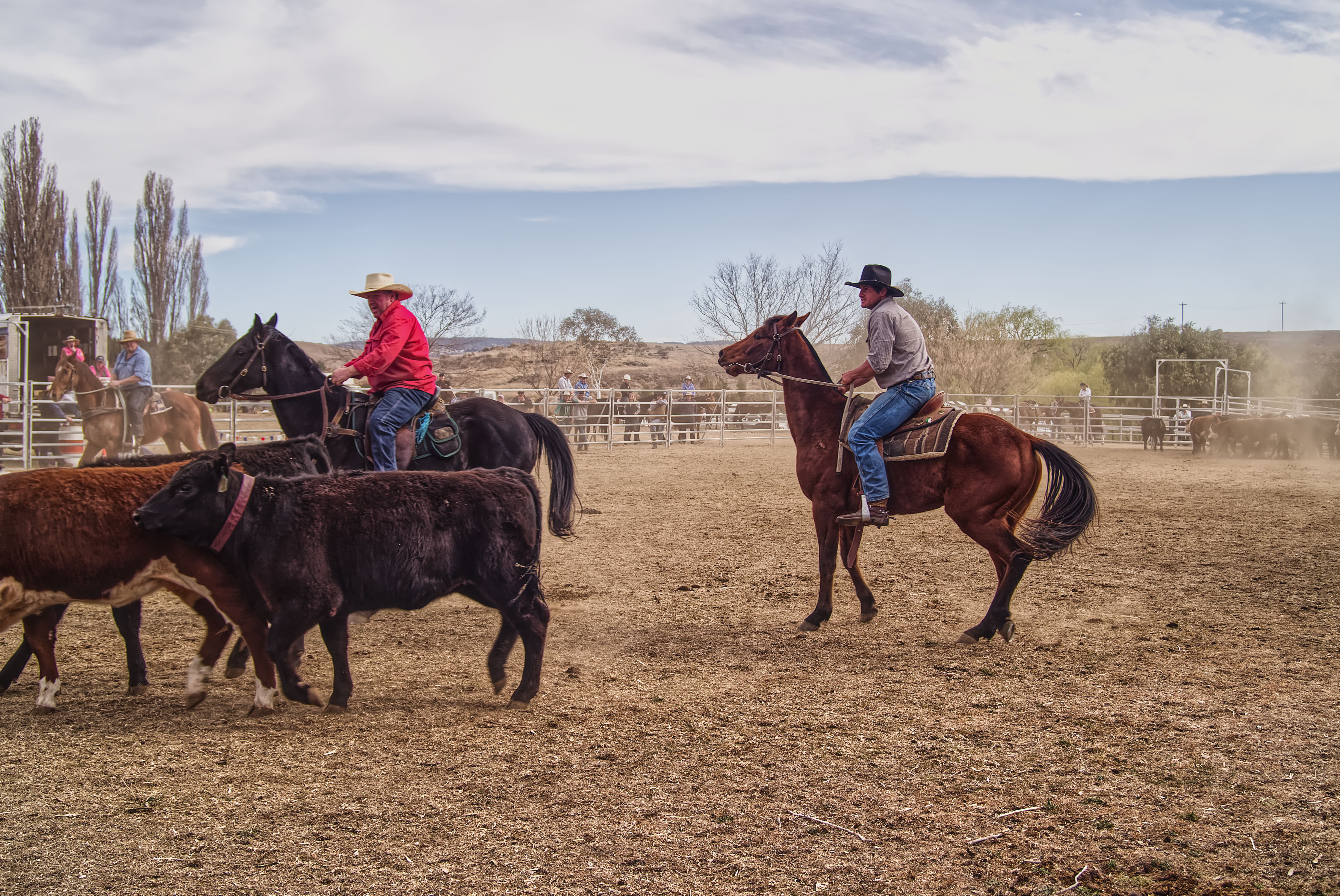 US Farm Agency Reopens New Mexico Port for Livestock Trade