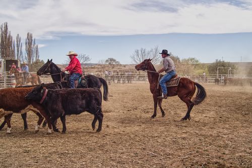 Free Cowboys herding cattle on horseback at an Australian ranch. Stock Photo