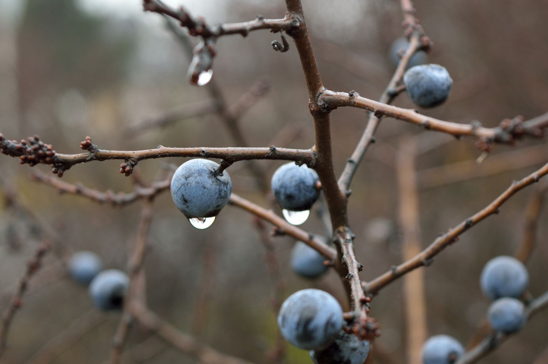 Blackthorn